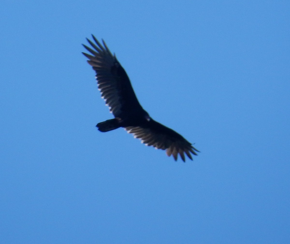 Aura Gallipavo - ML646382443