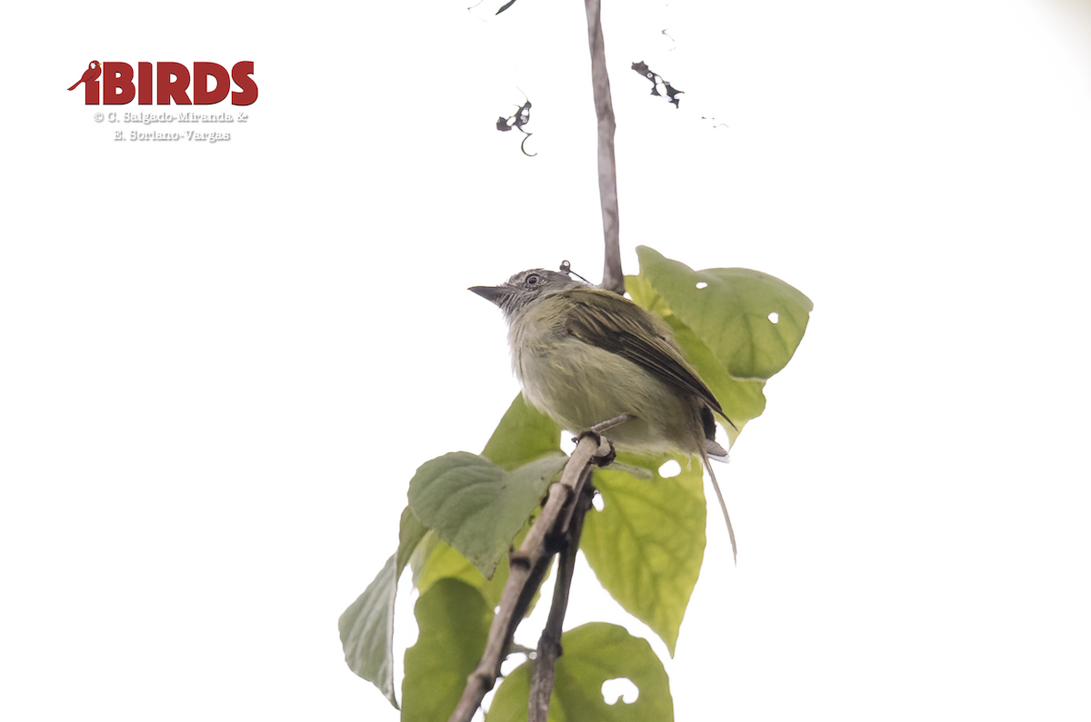 Picoplano Sulfuroso - ML646382444