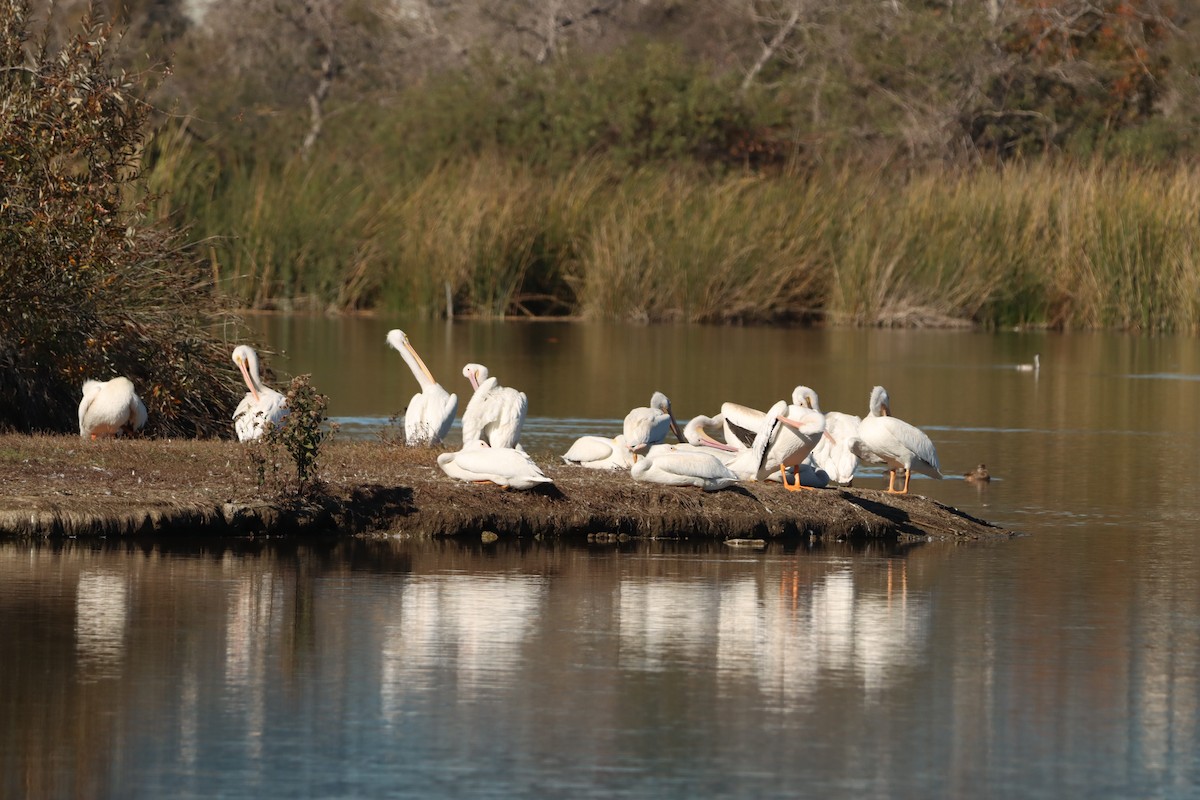 Pelícano Norteamericano - ML646382447