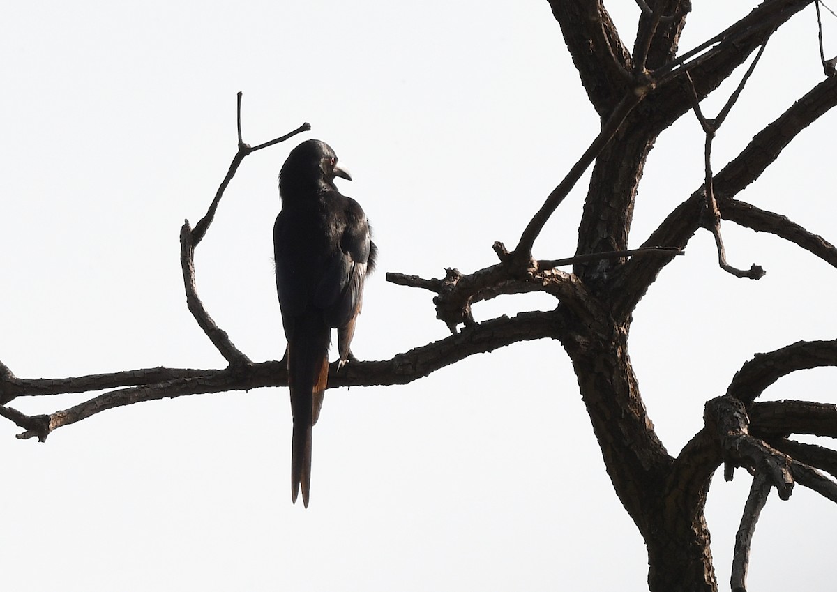 Piapiac - ML646382448