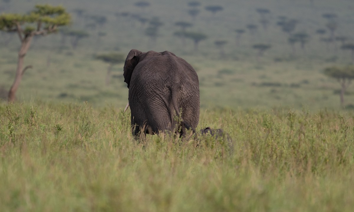 African Savanna Elephant - ML646382449