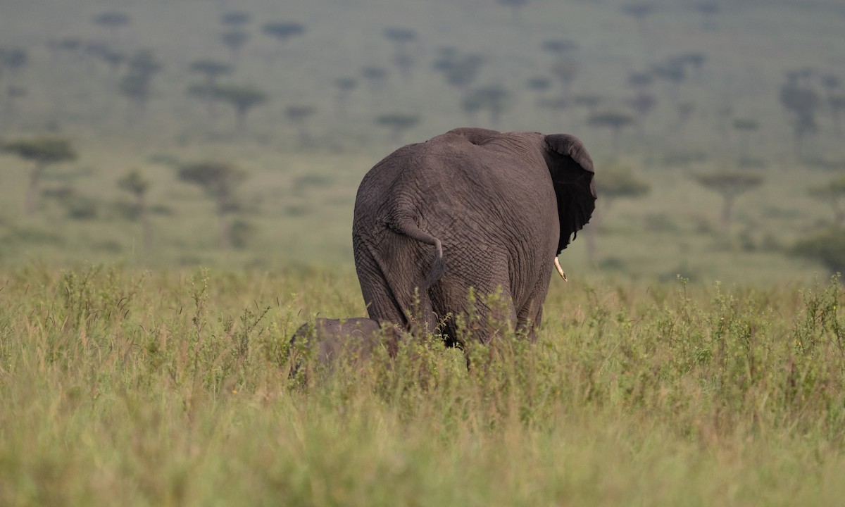 African Savanna Elephant - ML646382450