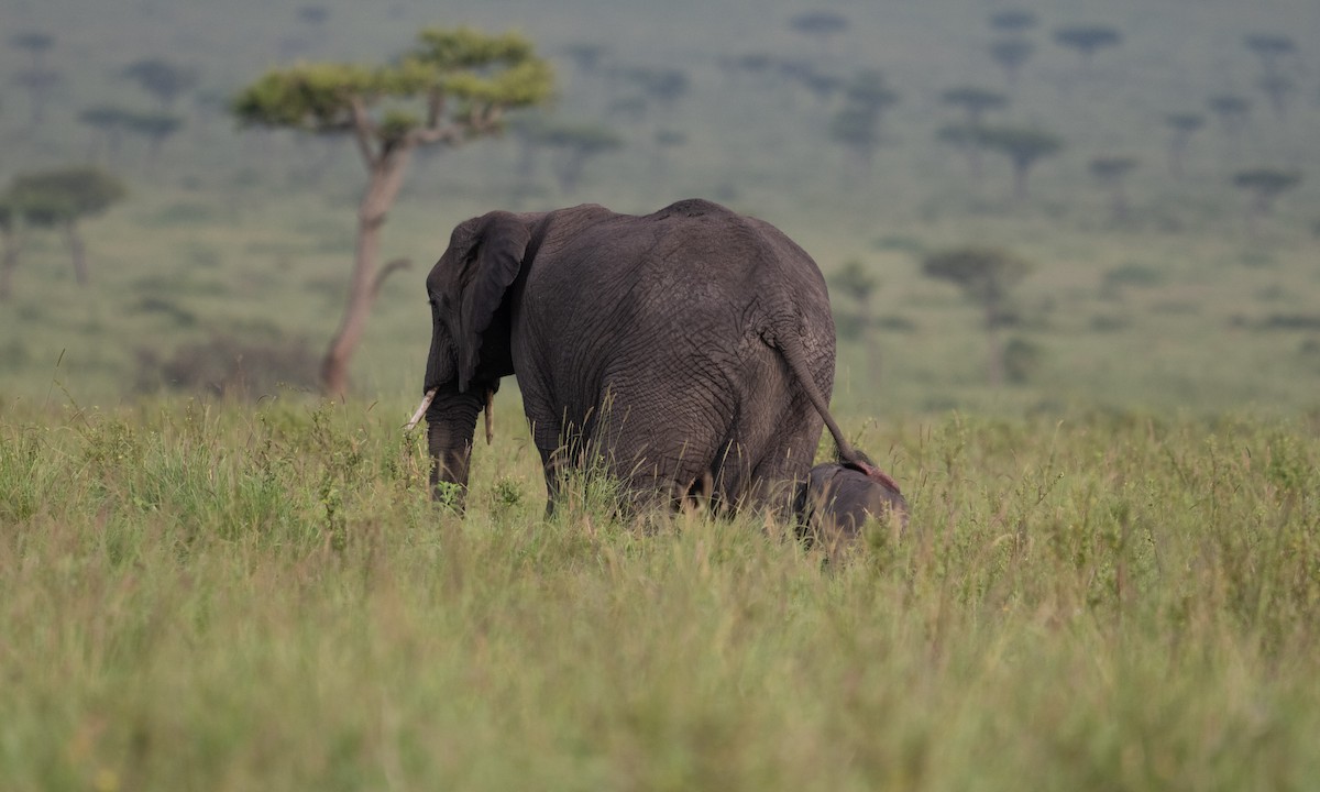 African Savanna Elephant - ML646382451