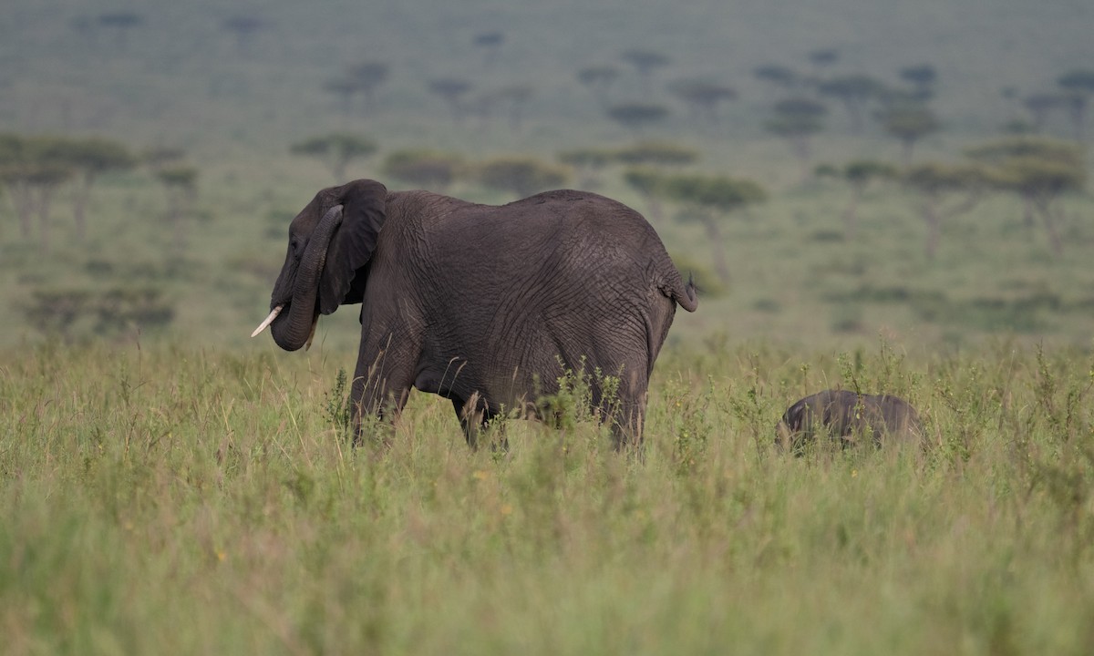 African Savanna Elephant - ML646382452