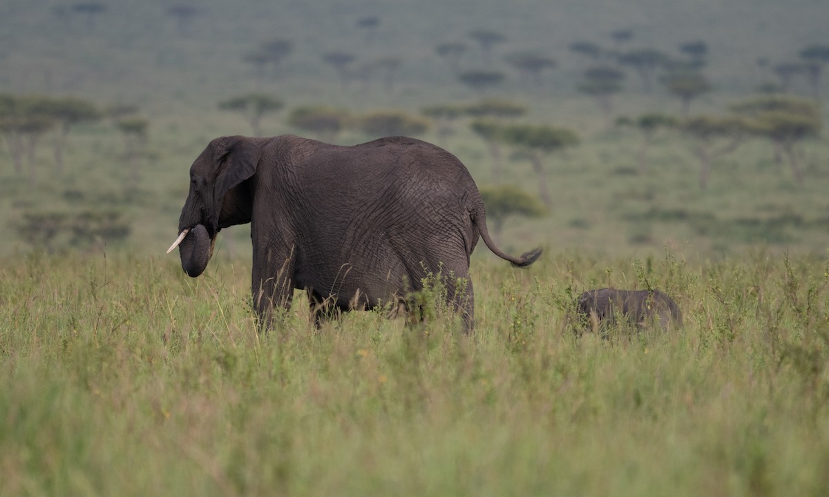 African Savanna Elephant - ML646382453