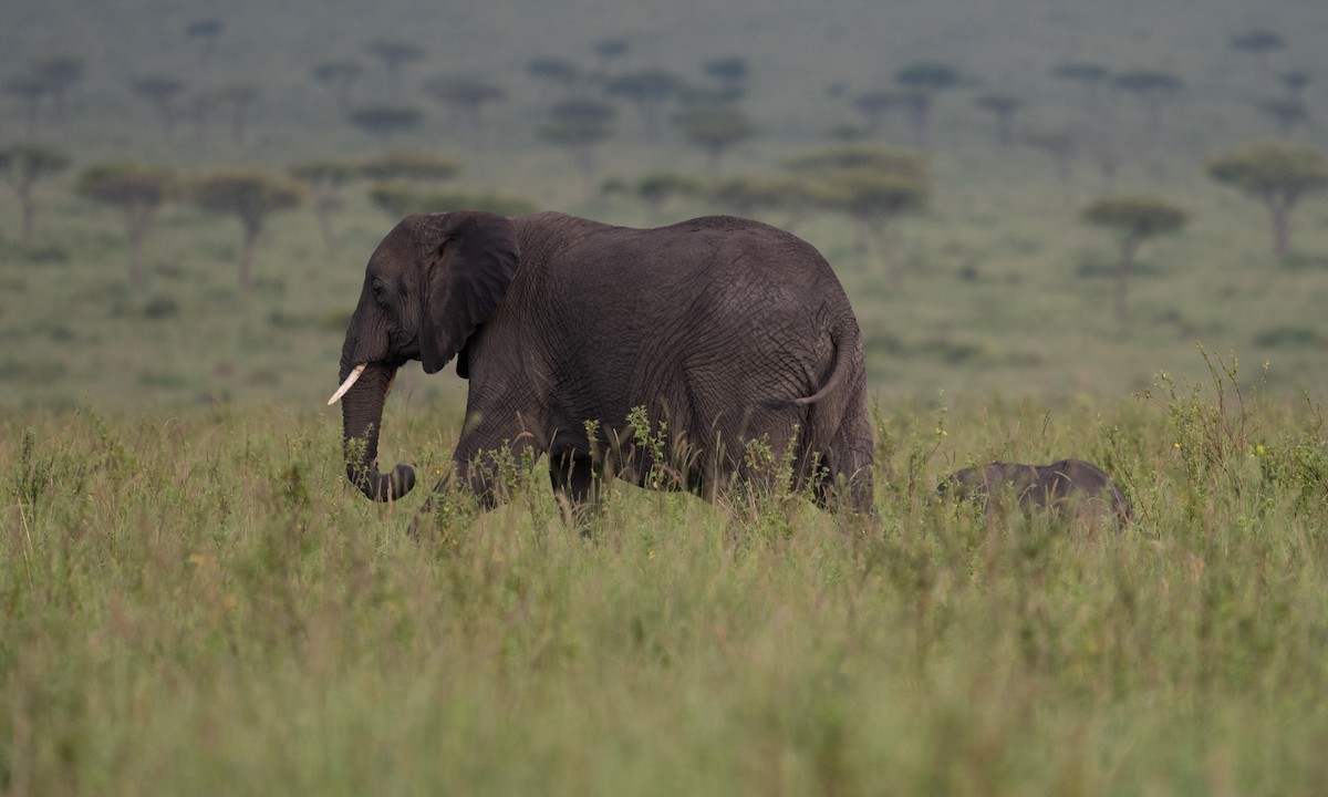 African Savanna Elephant - ML646382454