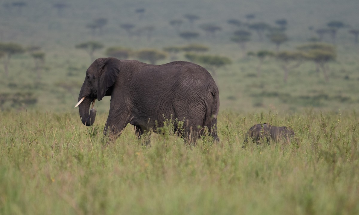 African Savanna Elephant - ML646382455