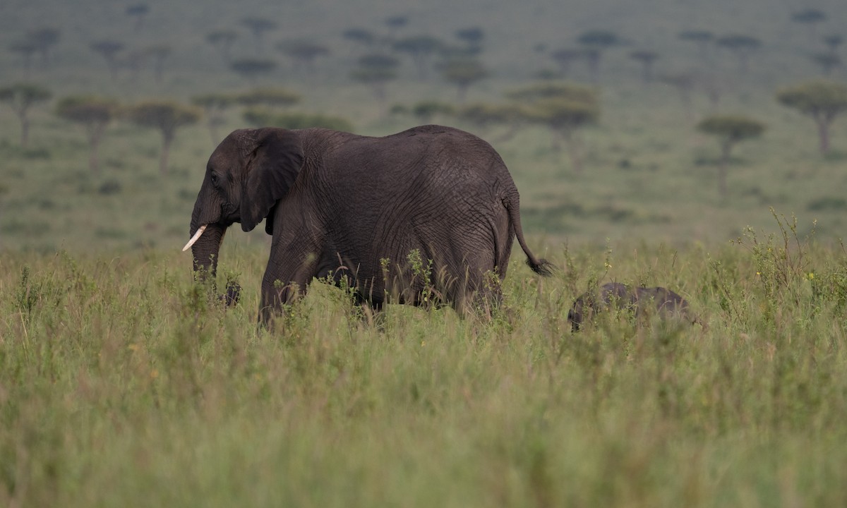 African Savanna Elephant - ML646382456