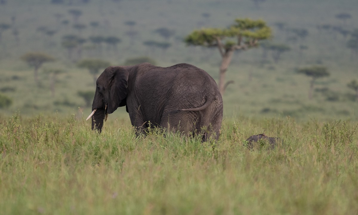 African Savanna Elephant - ML646382457