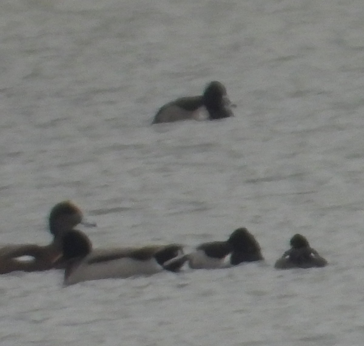 Porrón Acollarado - ML646382458