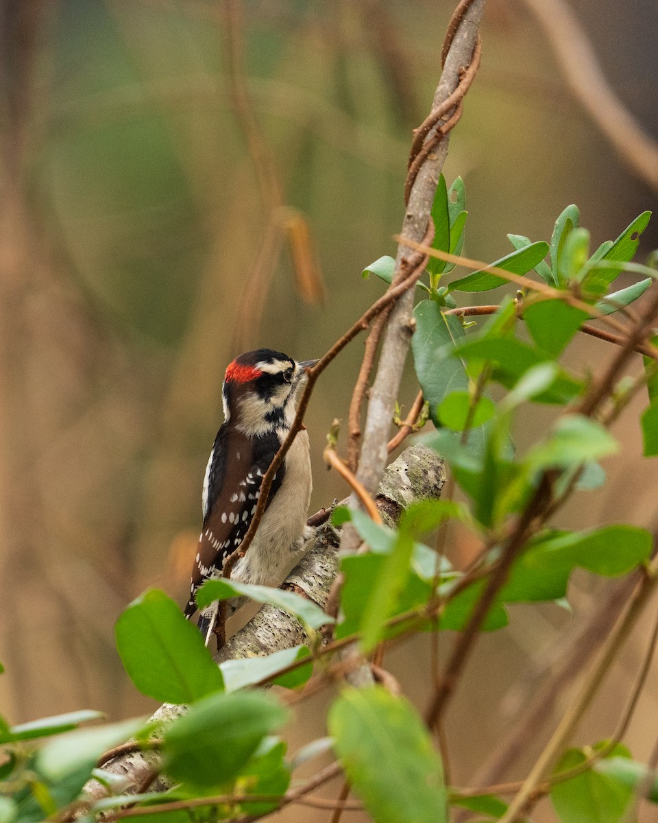 Pico Pubescente - ML646382460