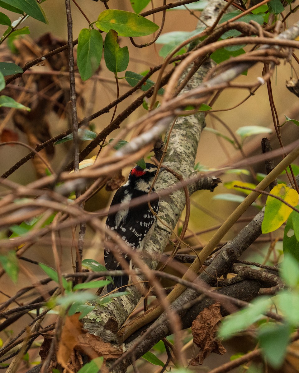 Pico Pubescente - ML646382461
