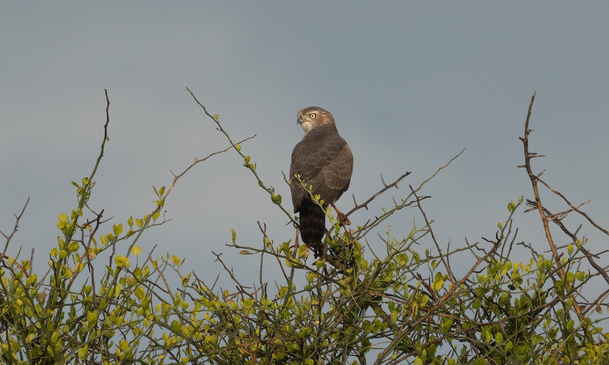 Azor Lagartijero Oscuro - ML646382462