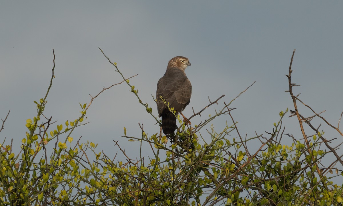 Azor Lagartijero Oscuro - ML646382463