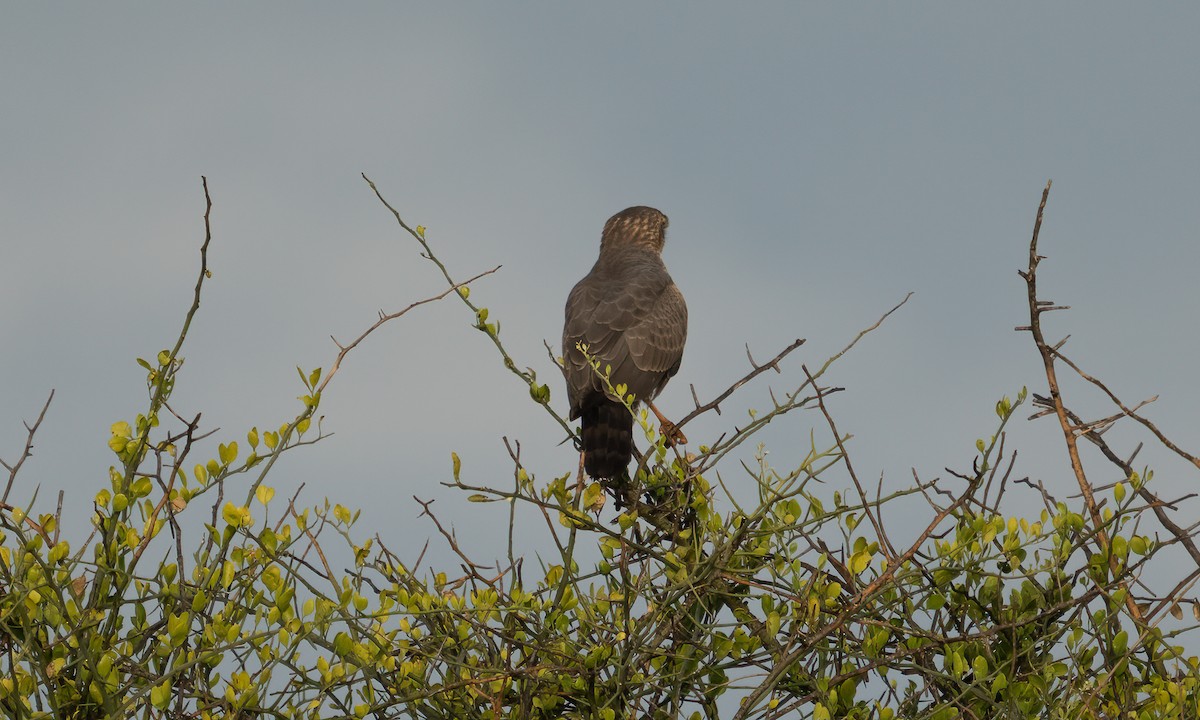 Azor Lagartijero Oscuro - ML646382464