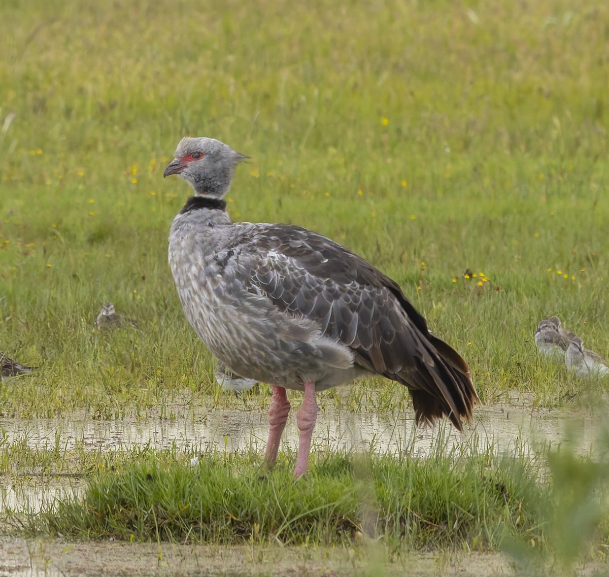 Chajá Común - ML646382466