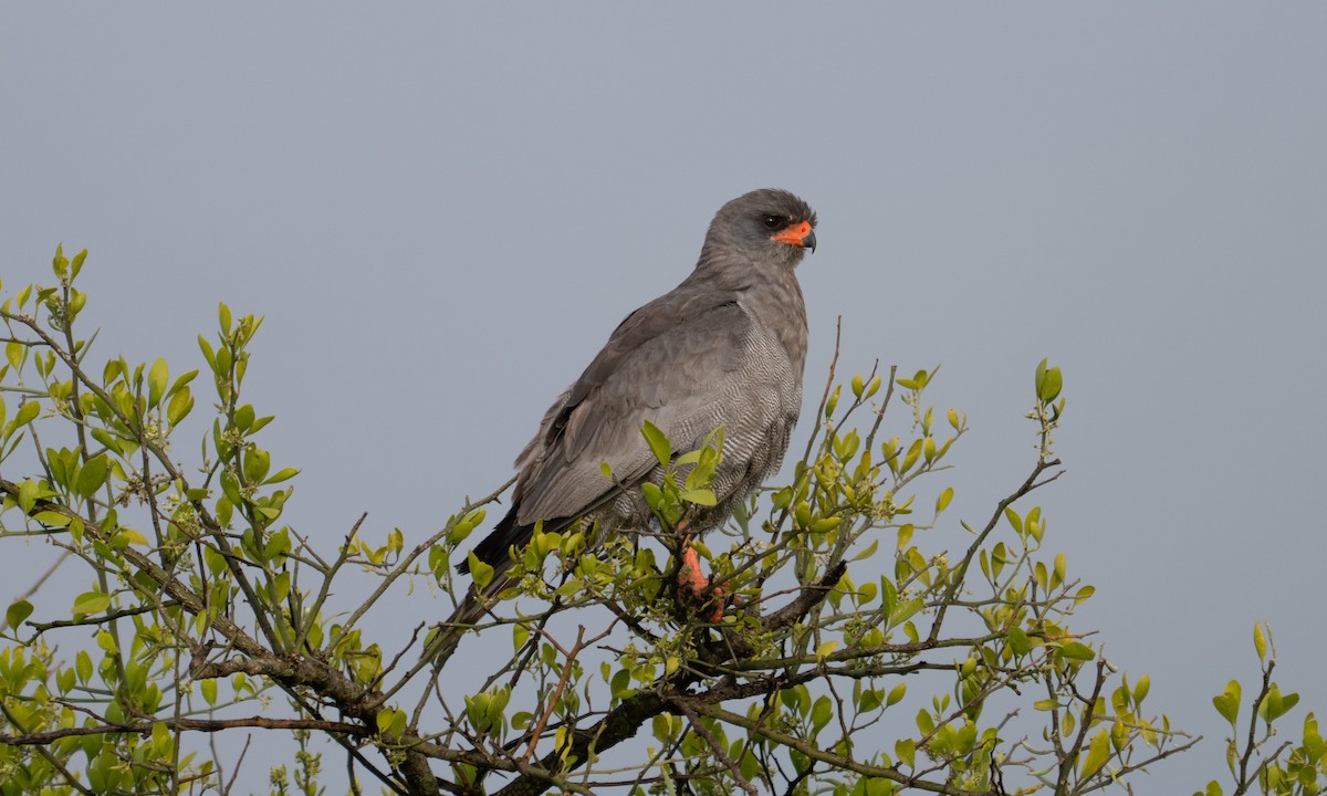 Azor Lagartijero Oscuro - ML646382467