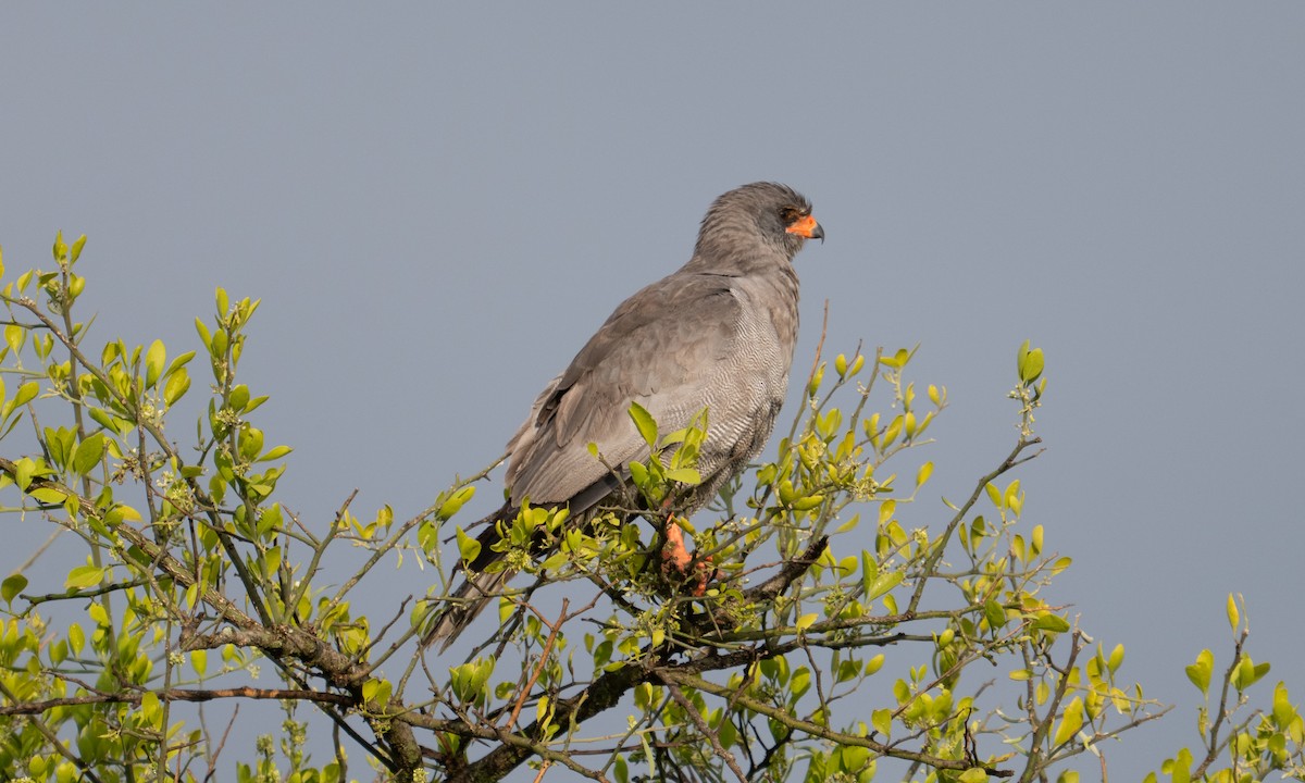 Azor Lagartijero Oscuro - ML646382468