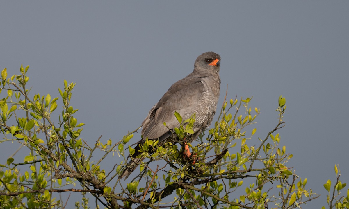 Azor Lagartijero Oscuro - ML646382469
