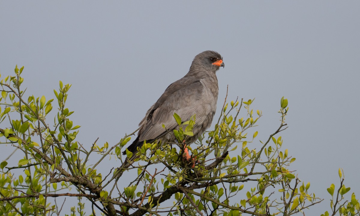 Azor Lagartijero Oscuro - ML646382470