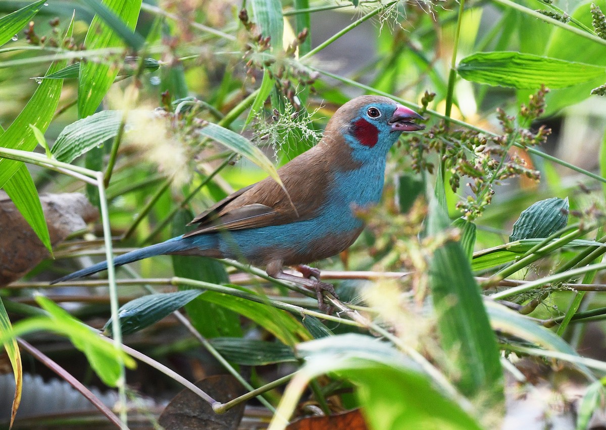 Azulito Carirrojo - ML646382471