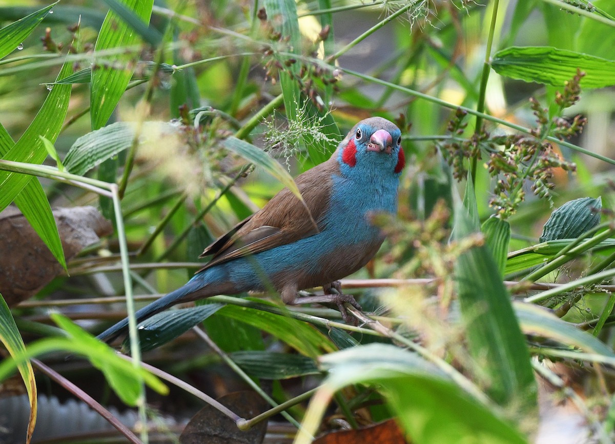 Azulito Carirrojo - ML646382472