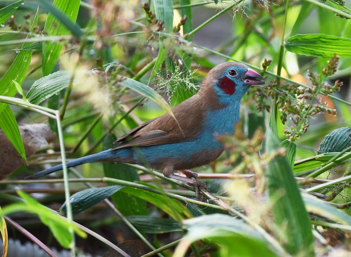 Azulito Carirrojo - ML646382473