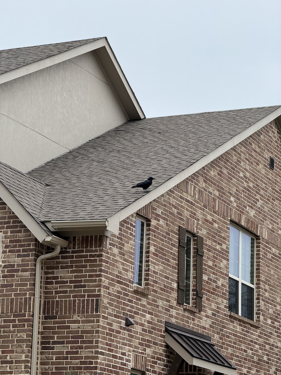 Cuervo Americano - ML646382475