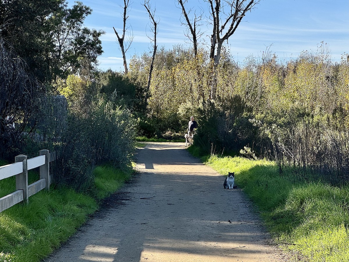 Domestic Cat - ML646382476