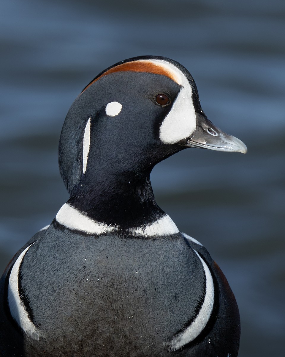 Pato Arlequín - ML646382477