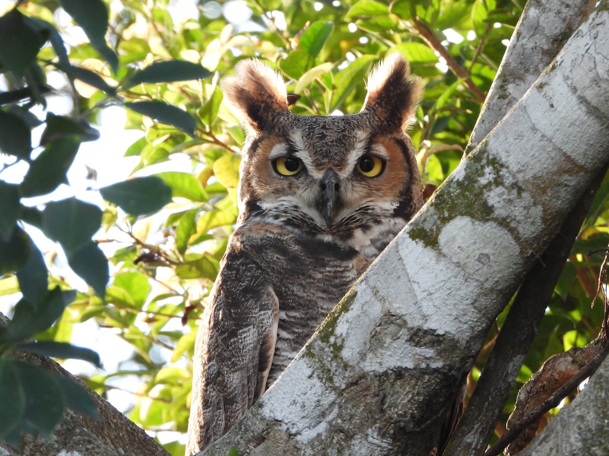 Búho Americano - ML646382479