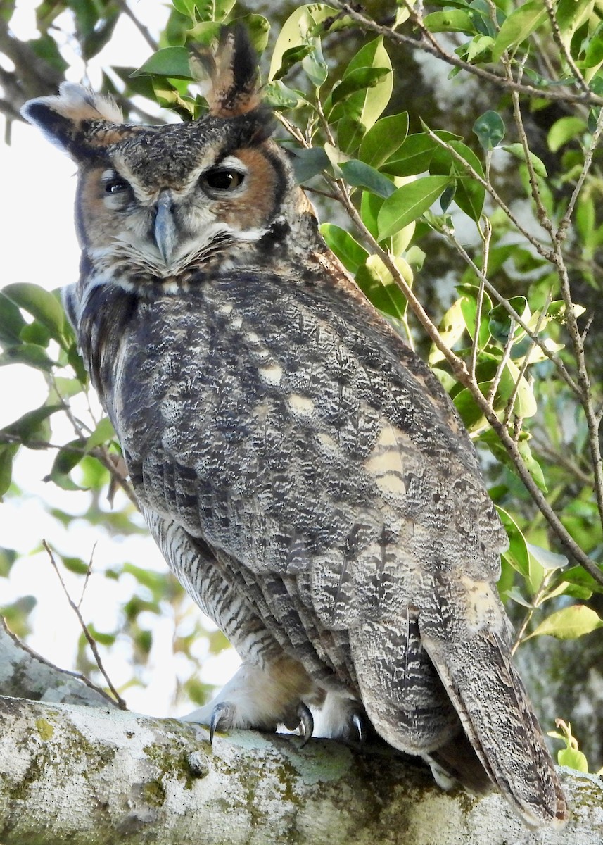 Búho Americano - ML646382482