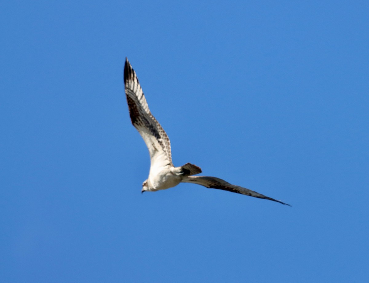 Águila Pescadora - ML646382483