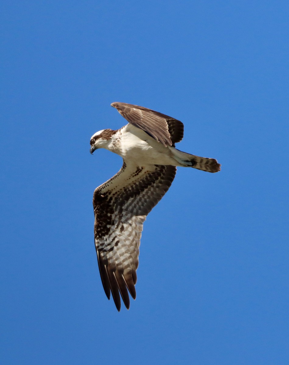 Águila Pescadora - ML646382484