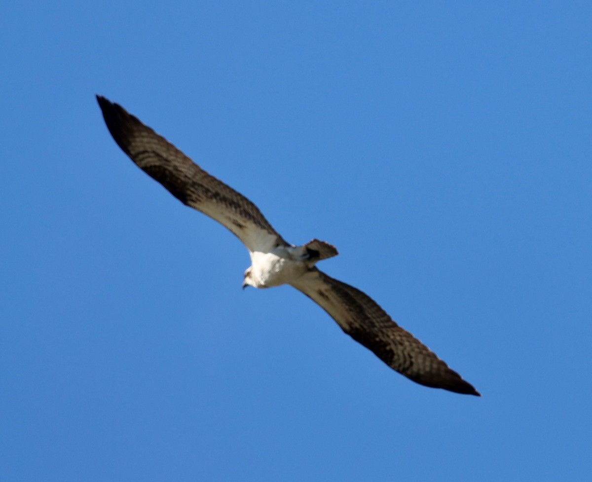 Águila Pescadora - ML646382485