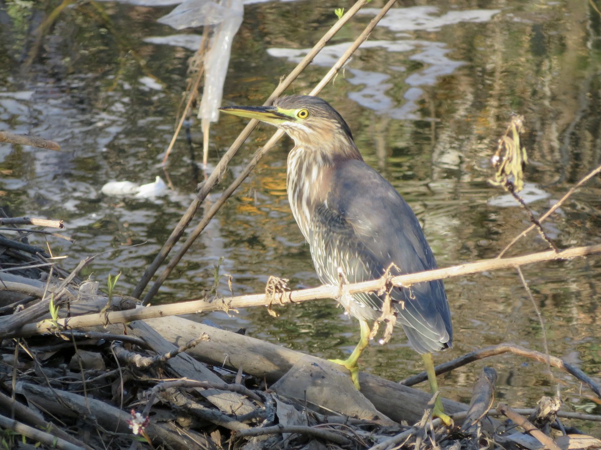 Green Heron - ML646382486