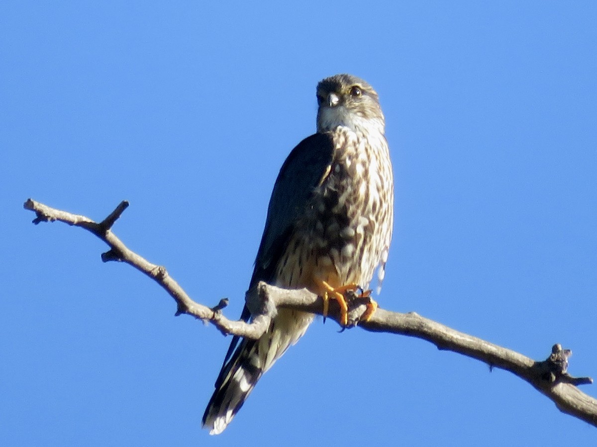 Merlin - ML646382487