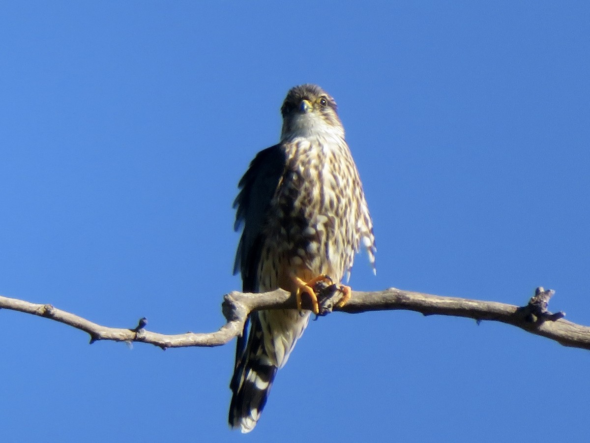 Merlin - ML646382488