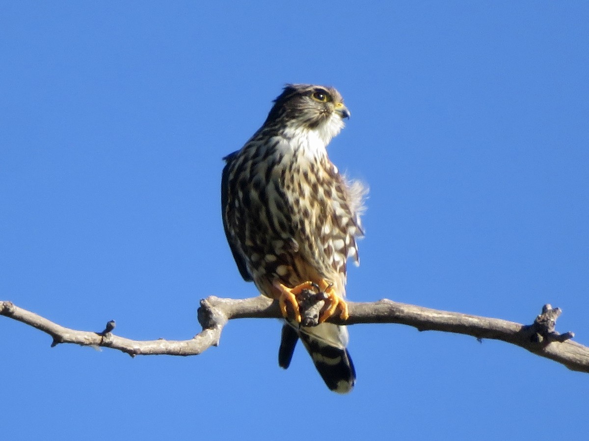 Merlin - ML646382489