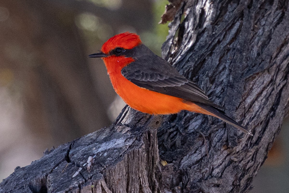 Vermilion Flycatcher - ML646382491