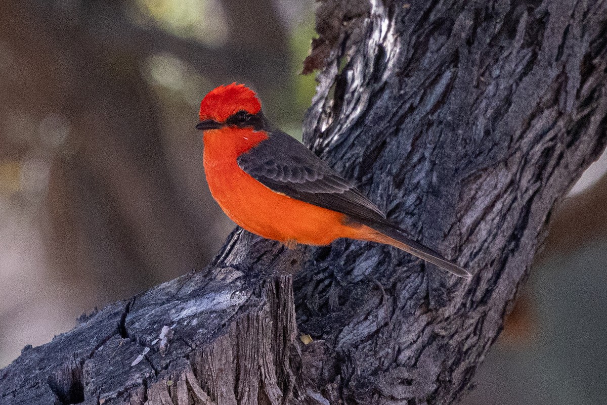 Vermilion Flycatcher - ML646382492