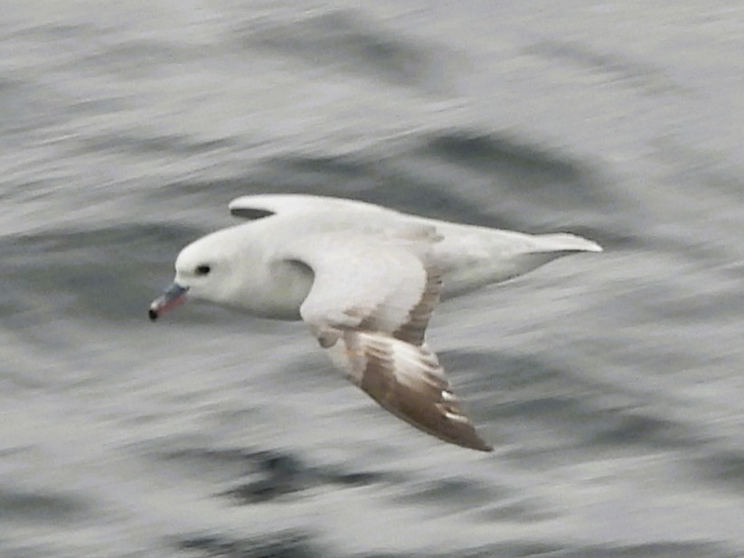 Fulmar Austral - ML646382493