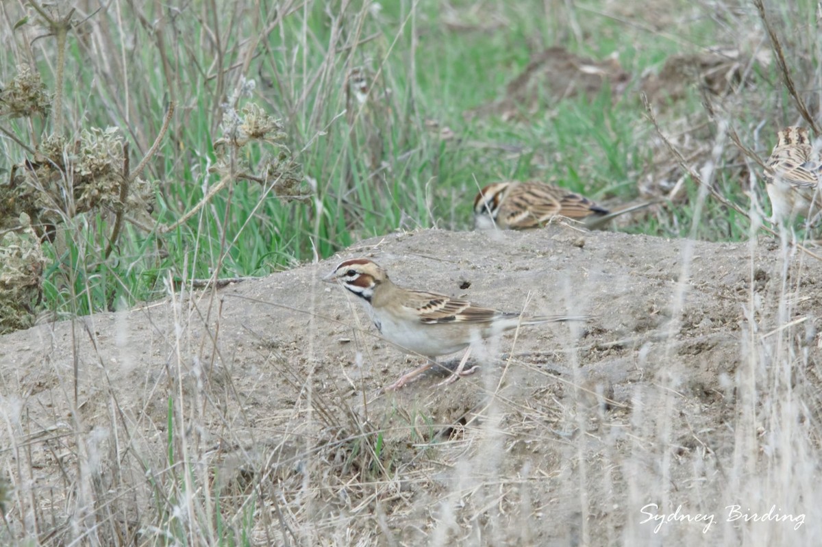 Lark Sparrow - ML646382495