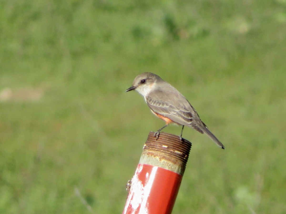 Vermilion Flycatcher - ML646382496