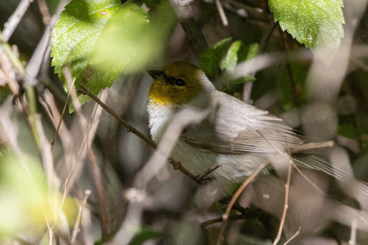 meisesmett - ML646382499