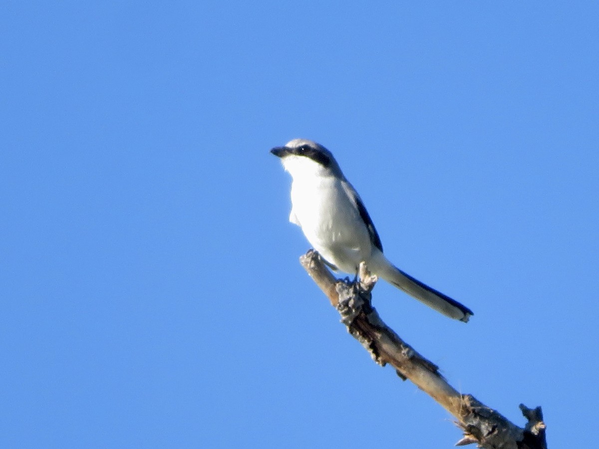 Loggerhead Shrike - ML646382500