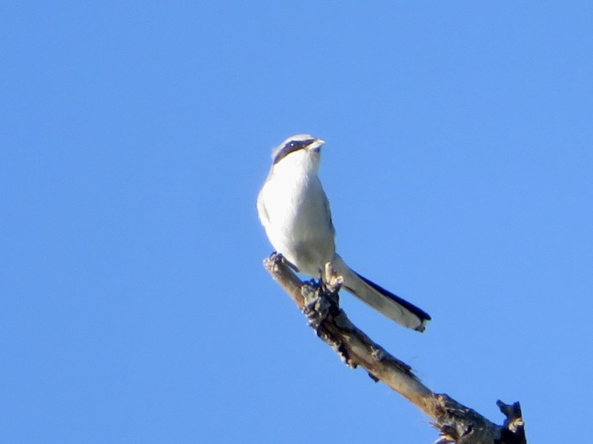 Loggerhead Shrike - ML646382501