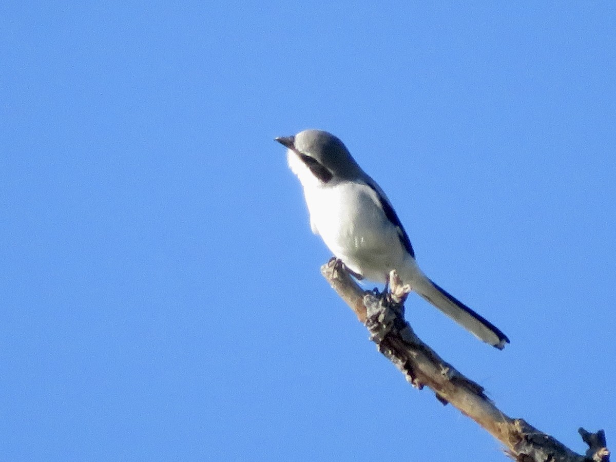 Loggerhead Shrike - ML646382502