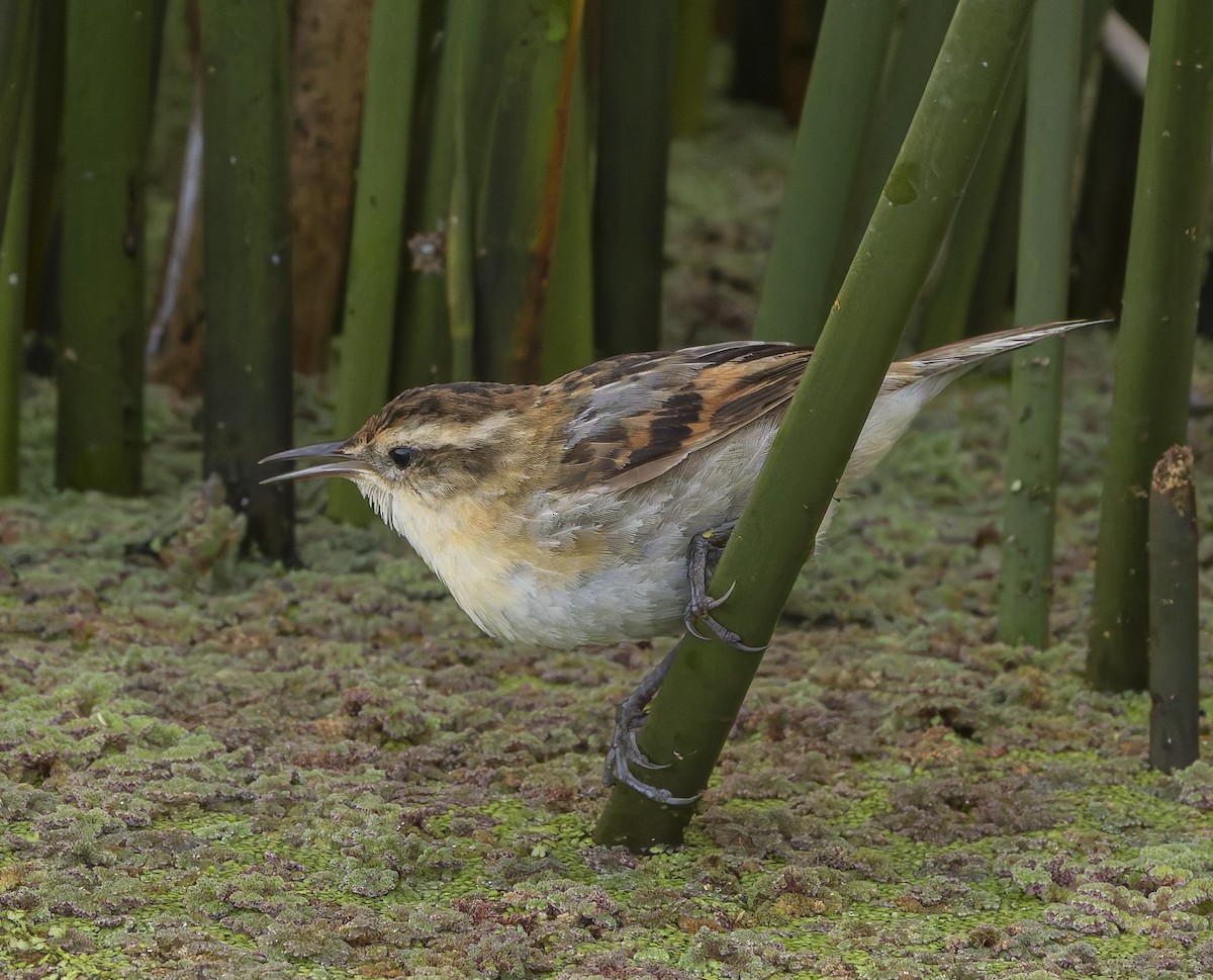 セッカカマドドリ - ML646382507