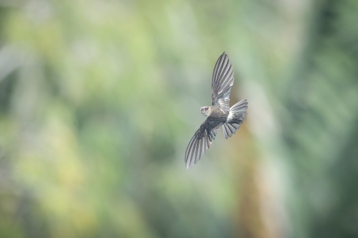 australiasalangan - ML646382509